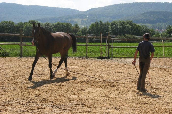 Horsemanship Training Einzeltraining