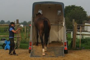 Das Fluchttier Pferd steigt in einen Hänger. Eine große Leistung! Geschafft durch das Training mit der Horsemanship Academy.