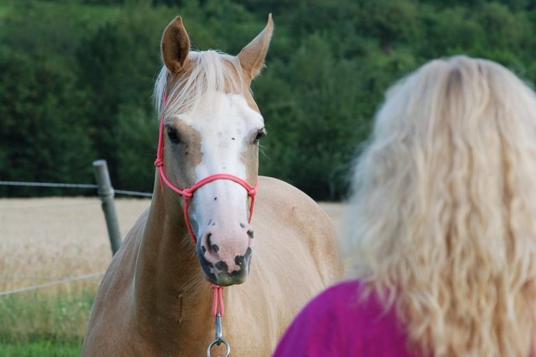 Horsemanship Trainer mit aufmerksamen Pferd