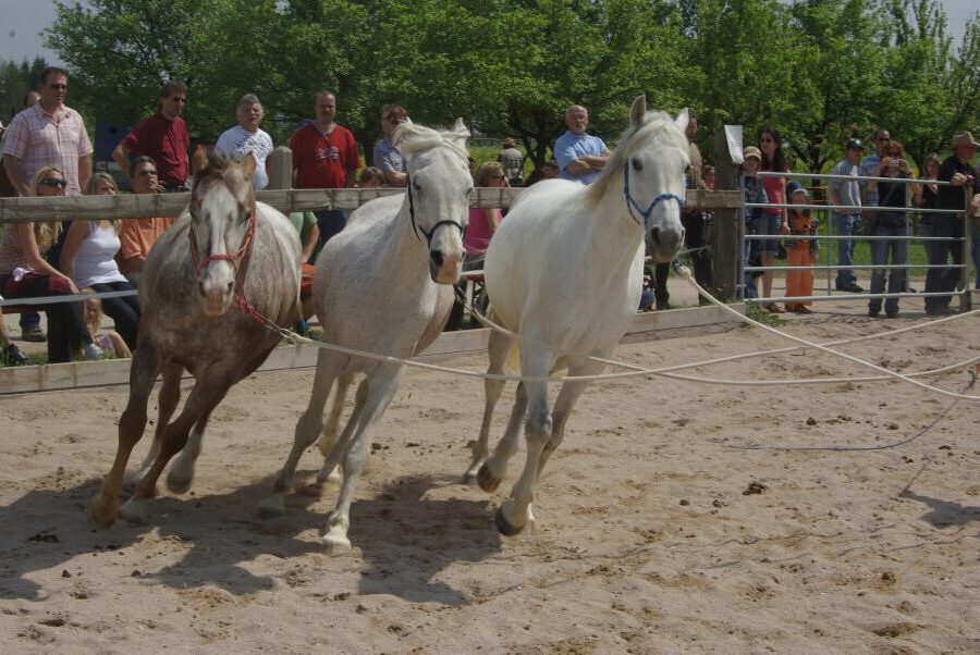 Horsemanship Kurse - Vorführung vor Publikum. Drei Pferde, zwei Araber Schimmel und ein braun gescheckter Appaloosa laufen parallel im Trab nach vorne schauend.