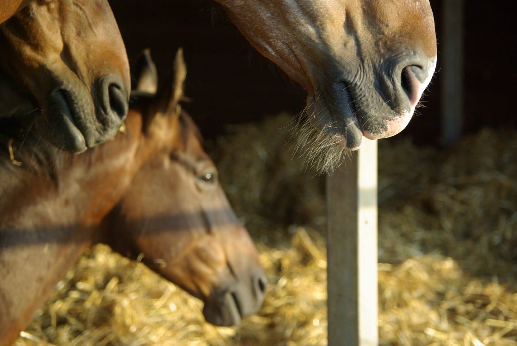 Horsemanship Academy mit drei Pferdeköpfen, die zufrieden nach rechts im Stroh schauen