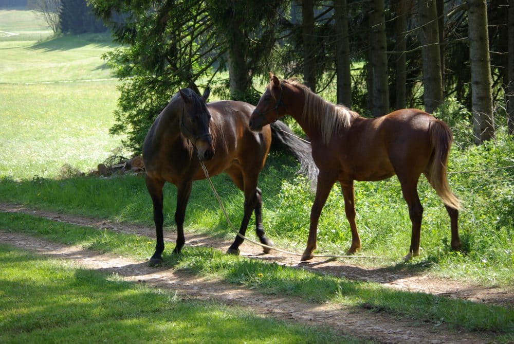 Horsemanship Academy Pferde treffen sich auf einem Weg: ein braunes und ein fuchsfarbenes schauen sich an.