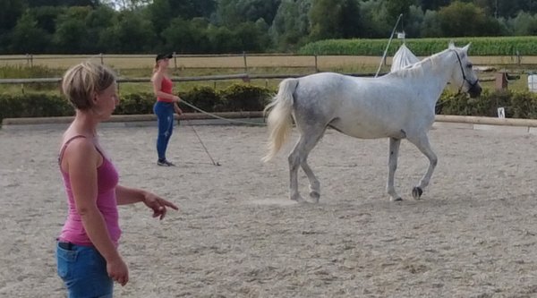 Horsemanship Academy Logo verstehen - vertrauen - verbinden mit tanzendem Logo-Pferd