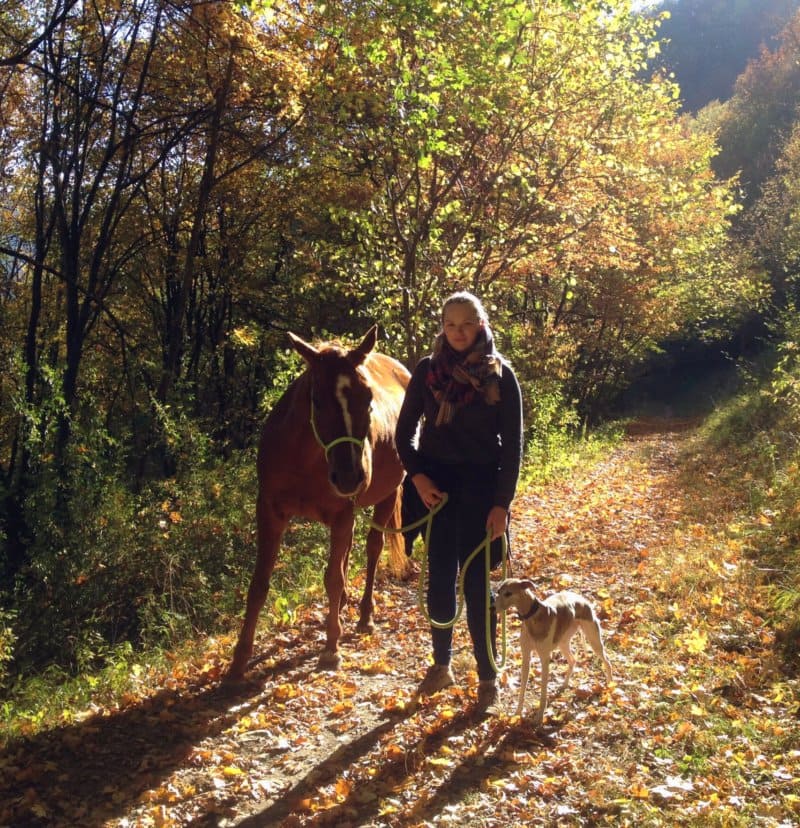 Horsemanship im Herbstwald. Eine junge Frau schaut mit einem braunen Pferd links und einem Whippet Hund auf einem herbstlichen Waldweg nach vorne.