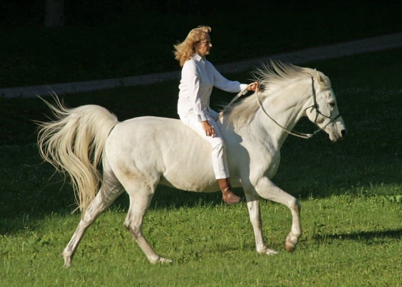 Horsemanship Training Ingrid reitet im Galopp auf einem Araber Schimmel Pferd über eine Wiese
