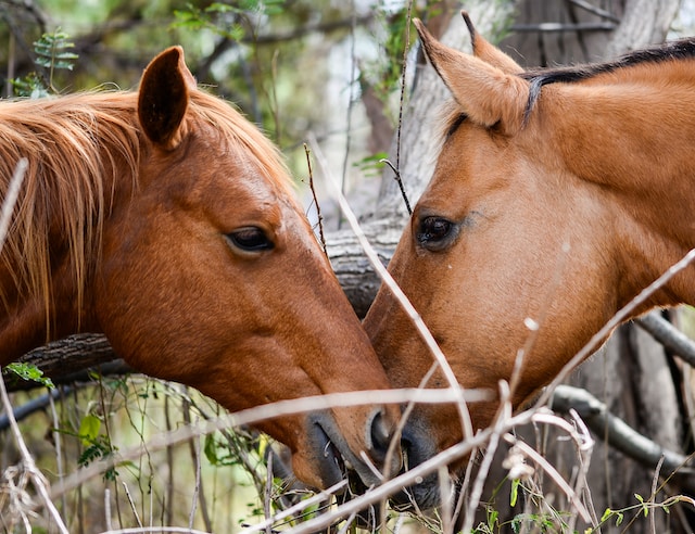 Pferd am Kopf anfassen: zwei braune Pferde haben ihre Köpfe zueinander gewandt.