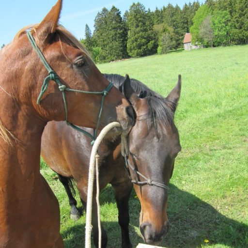 Pferdetypen: manche Pferde sind so verspielt. Dieses hält das Seil mit seinem Maul, an dem ein anderes am Halfter ist.