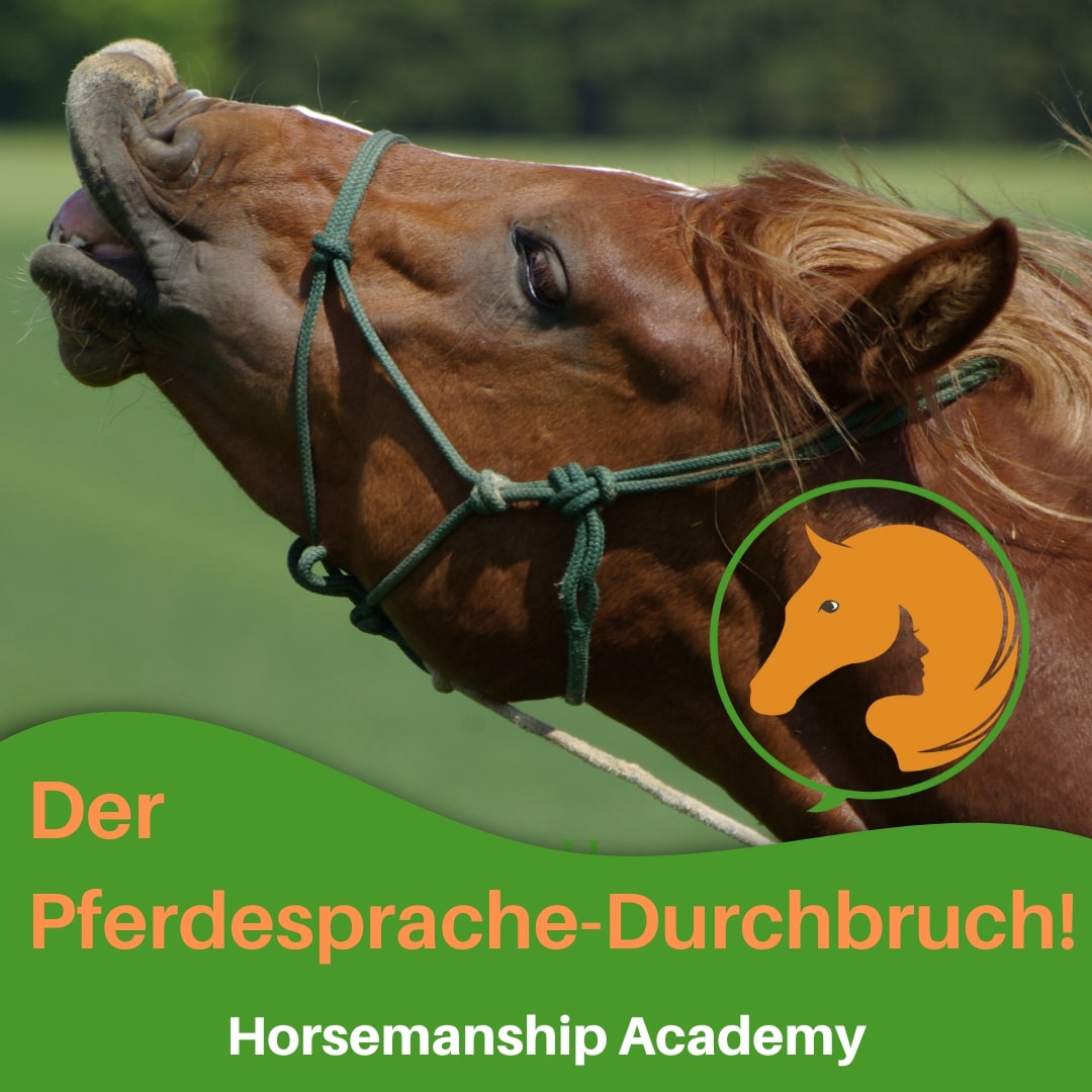 Pferd flehmt mit hochgehobener Nase als Titelbild des Pferdesprache-Durchbruch Kurses