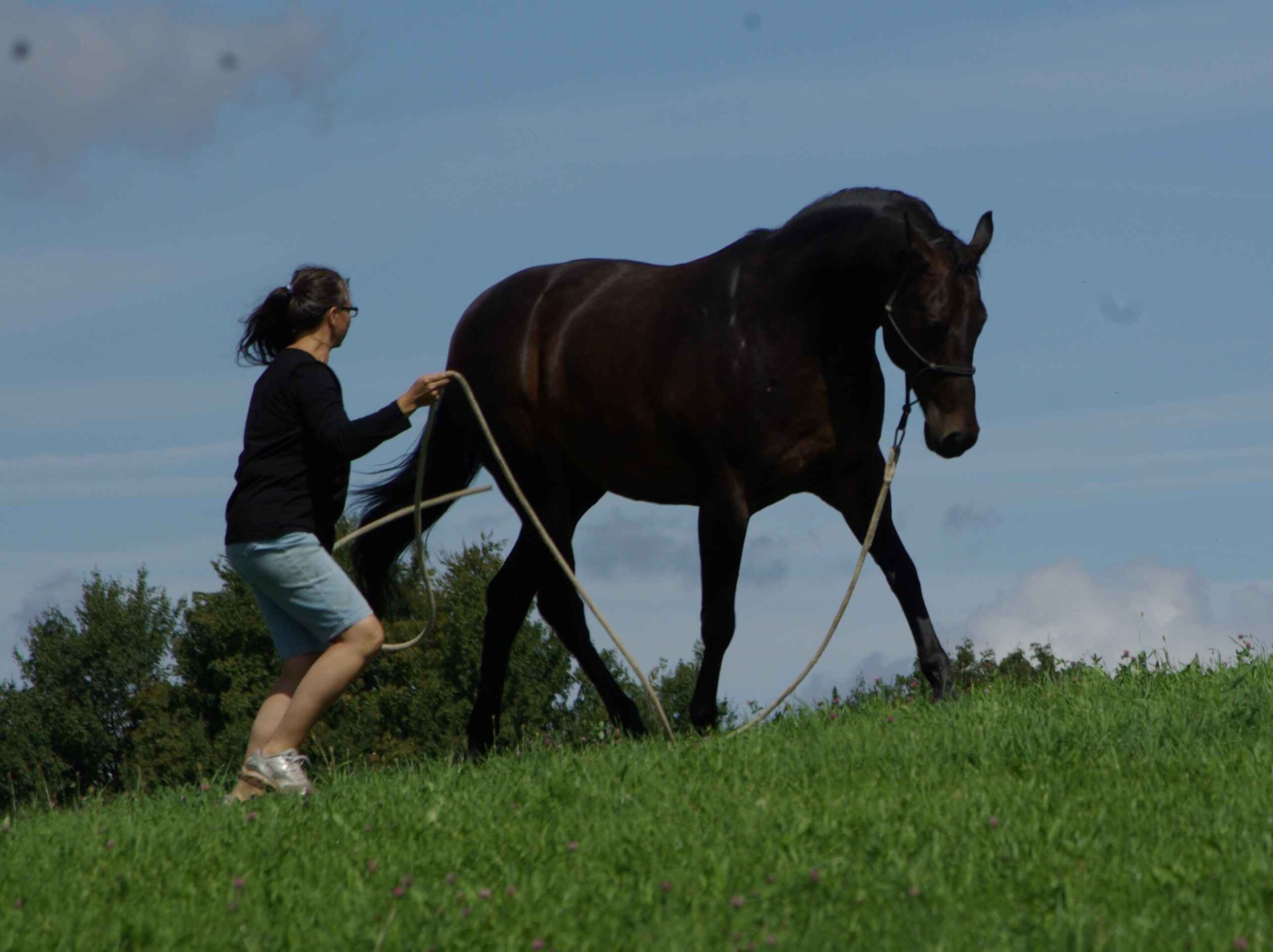 Frau longiert Pferd im Gelände